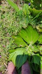 Pelargonium cucullatum strigifolium