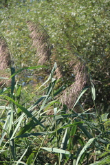 Phragmites australis altissimus