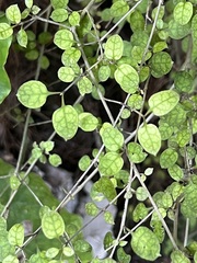 Coprosma areolata