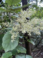 Brachyglottis repanda