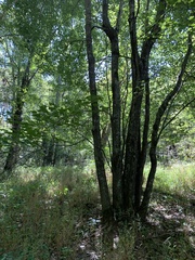 Crataegus phaenopyrum