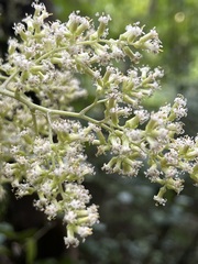 Brachyglottis repanda