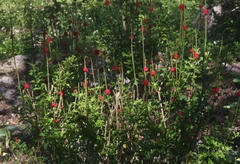 Stachytarpheta mutabilis