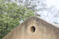 Columba guinea guinea