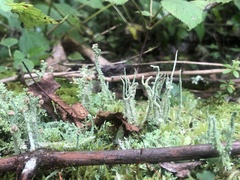 Cladonia scabriuscula