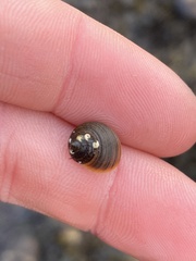 Littorina