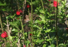 Stachytarpheta mutabilis