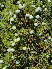 Juniperus deppeana