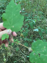Crataegus phaenopyrum