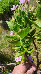 Pelargonium cucullatum strigifolium