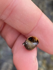 Littorina