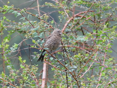 Carpodacus rubicilloides