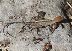 Anolis sagrei