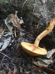 Gymnopilus subspectabilis