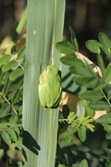 Hyla orientalis