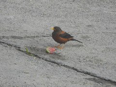 Turdus rubrocanus