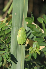 Hyla orientalis