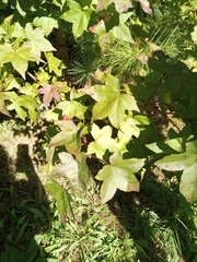 Liquidambar