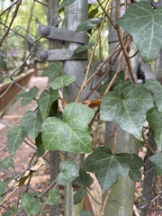 Hedera helix
