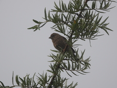 Carpodacus rubicilloides