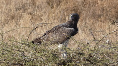 Polemaetus bellicosus