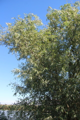 Salix excelsa