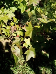 Liquidambar