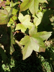 Liquidambar