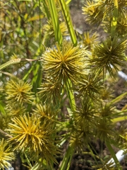 Cyperus strigosus