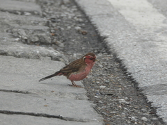 Carpodacus dubius