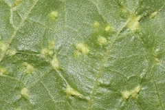 Aceria guazumae