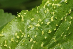 Aceria guazumae