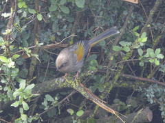 Trochalopteron elliotii