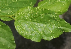Aceria guazumae