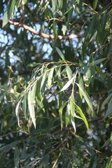 Salix excelsa