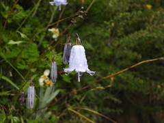 Adenophora potaninii