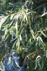 Salix excelsa