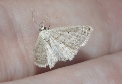 Scopula umbilicata