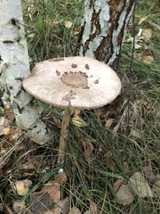 Macrolepiota procera