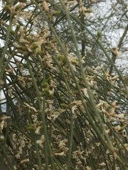 Retama raetam gussonei
