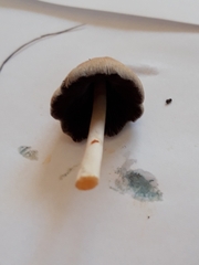 Coprinellus micaceus