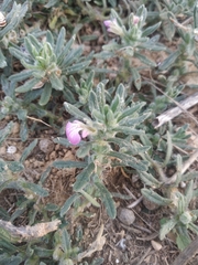 Ajuga iva