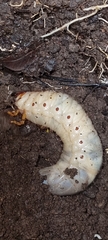 Scarabaeidae