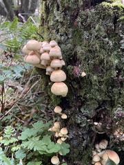 Hypholoma