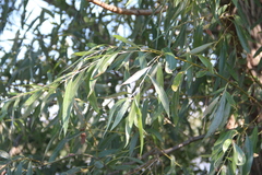 Salix excelsa