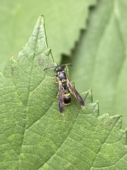 Symmorphus canadensis
