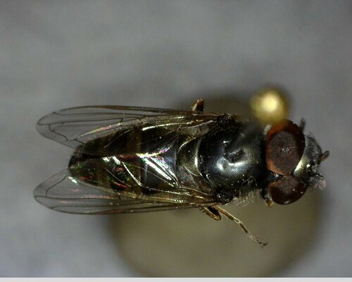 iNaturalist observation photo of Greater Punctate Sedgesitter