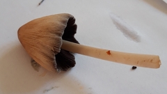 Coprinellus micaceus