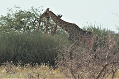 Giraffa camelopardalis angolensis