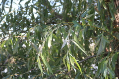 Salix excelsa
